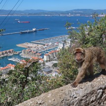 Barbary Ape with the port of Gibraltar which are the only wild living monkeys in Europe (besides humans)